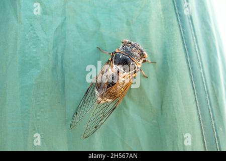 Cicada Insekt, Cicada Makro, Cicada sitzt auf einem Ast Stockfoto