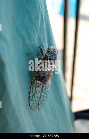 Cicada Insekt, Cicada Makro, Cicada sitzt auf einem Ast Stockfoto