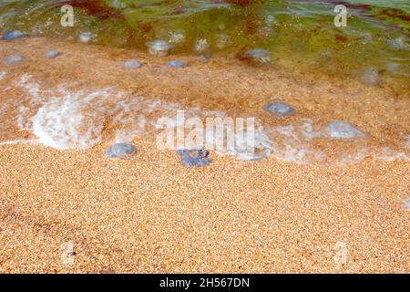 Sommerabend am Strand des Asowschen Meeres Stockfoto