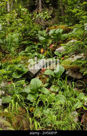 Elefanten Ohren Blätter - lateinischer Name - Bergenia crassifolia. Stockfoto