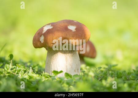CEP-Pilze wachsen in Waldlichtung. Schöne Herbstsaison Steinpilzen in Moos in der Nähe von Baum. Essbare Pilze Rohkost. Stockfoto