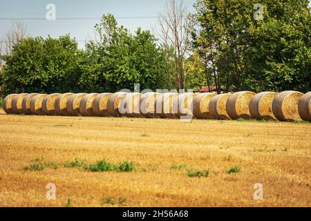 Reihe von goldenen Heuballen an einem sonnigen Sommertag mit grünen Bäumen auf dem Hintergrund, Padan Ebene oder Po-Tal (Pianura Padana), Lombardei, Italien, Europa. Stockfoto