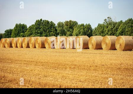 Reihe von goldenen Heuballen an einem sonnigen Sommertag mit grünen Bäumen auf dem Hintergrund, Padan Ebene oder Po-Tal, Lombardei, Italien, Südeuropa. Stockfoto