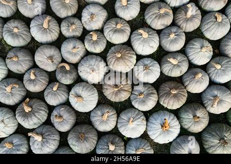 Draufsicht auf viele blaue Kabocha-Squashes mit blassbläulicher Haut Stockfoto