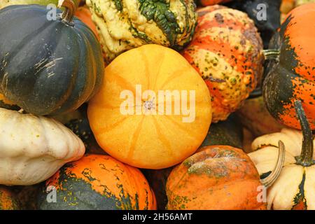 Kleiner gelber Zierkürbis im Stapel von bunten Kürbissen Stockfoto