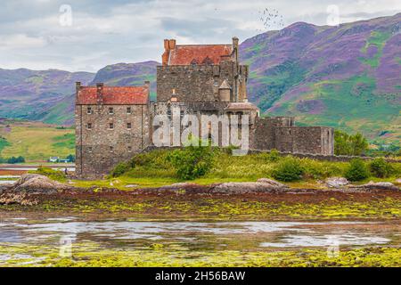 Eilean Donan Castle im Sommer bei Ebbe. Schloss auf einer Insel im schottischen Hochland. Felsen vor dem Schloss mit grünen Algen. Berge kol Stockfoto