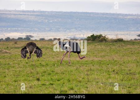 Paar gewöhnliche Strauße, Struthio camelus massaicus, im Maasai Mara National Reserve in Kenia Stockfoto