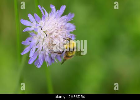 Frühe Hummel Stockfoto