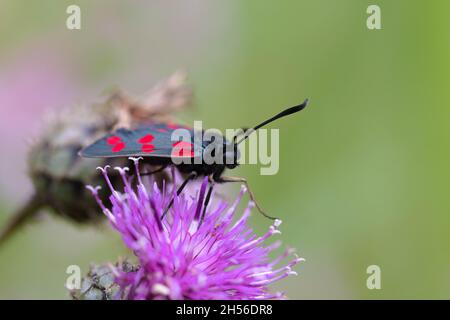 Sechs-Spot burnet Stockfoto