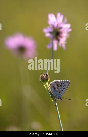 Gemeinsamen blauer Schmetterling Stockfoto