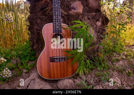 Lied mit Marihuana. Ukulele singt Lieder mit der Natur. Grüne Blätter von Cannabis neben einer Gitarre. Stockfoto