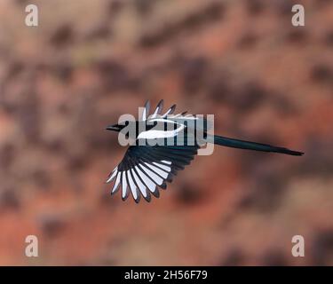 Eine Schwarzschnabelelster blitzt sein schwarz-weißes Gefieder während des Fluges. Wyoming, USA. Stockfoto