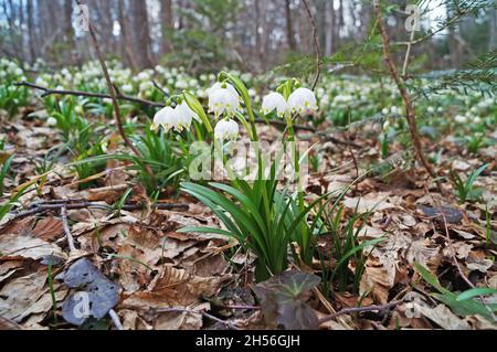 Schneeglöckchen blüht mit zarten weißen Blütenblättern und einer gelb-grünen Mitte Mit dünnen grünen Blättern in einer Wiese auf einer sonnigen Tag Stockfoto