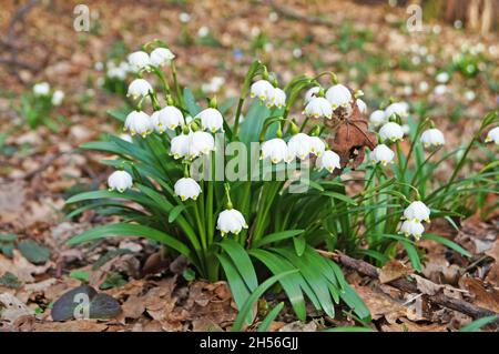 Schneeglöckchen blüht mit zarten weißen Blütenblättern und einer gelb-grünen Mitte Mit dünnen grünen Blättern in einer Wiese auf einer sonnigen Tag Stockfoto