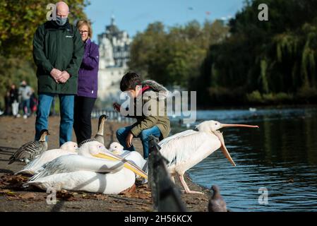 London, Großbritannien. November 2021. UK Wetter - an einem sonnigen Sonntagnachmittag treffen die Menschen im St James's Park die einheimischen Pelikane. Kredit: Stephen Chung/Alamy Live Nachrichten Stockfoto