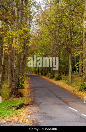 Dundee, Tayside, Schottland, Großbritannien. 7.. November 2021. UK Wetter: Ein sehr kalter und stürziger Herbstmorgen mit einigen sonnigen Intervallen im Nordosten Schottlands, Temperaturen bis zu 10 Grad Eine farbenfrohe Herbstlandschaft mit Blick auf die Blätter, die von den Bäumen fallen, die das Gelände des Camperdown Country Park im städtischen Dundee übersäen. Kredit: Dundee Photographics/Alamy Live Nachrichten Stockfoto