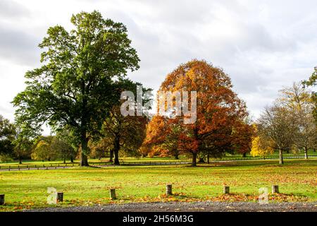 Dundee, Tayside, Schottland, Großbritannien. 7.. November 2021. UK Wetter: Ein sehr kalter und stürziger Herbstmorgen mit einigen sonnigen Intervallen im Nordosten Schottlands, Temperaturen bis zu 10 Grad Eine farbenfrohe Herbstlandschaft mit Blick auf die Blätter, die von den Bäumen fallen, die das Gelände des Camperdown Country Park im städtischen Dundee übersäen. Kredit: Dundee Photographics/Alamy Live Nachrichten Stockfoto