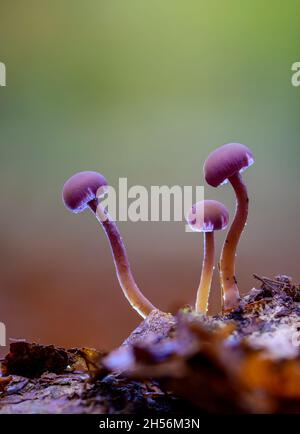 Drei Amethyst-Täuscher-Pilze im künstlichen Backlight Stockfoto