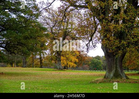 Dundee, Tayside, Schottland, Großbritannien. 7.. November 2021. UK Wetter: Ein sehr kalter und stürziger Herbstmorgen mit einigen sonnigen Intervallen im Nordosten Schottlands, Temperaturen bis zu 10 Grad Eine farbenfrohe Herbstlandschaft mit Blick auf die Blätter, die von den Bäumen fallen, die das Gelände des Camperdown Country Park im städtischen Dundee übersäen. Kredit: Dundee Photographics/Alamy Live Nachrichten Stockfoto