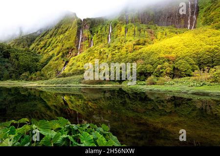 Riesige Blätter der Wasserpflanze am See Poço Ribeira do Ferreiro in grüner Landschaft, Poco da Alagoinha, Fajãzinha, Flores Island, Azoren Stockfoto