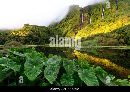 Riesige Blätter der Wasserpflanze am See Poço Ribeira do Ferreiro in grüner Landschaft, Poco da Alagoinha, Fajãzinha, Flores Island, Azoren Stockfoto