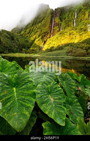 Riesige Blätter der Wasserpflanze am See Poço Ribeira do Ferreiro in grüner Landschaft, Poco da Alagoinha, Fajãzinha, Flores Island, Azoren Stockfoto