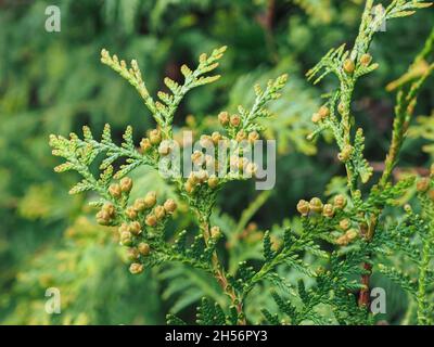 Thuja occidentalis ist ein immergrüner Nadelbaum aus der Zypressenfamilie Cupressaceae. Makro des Zypressenzweiges Stockfoto