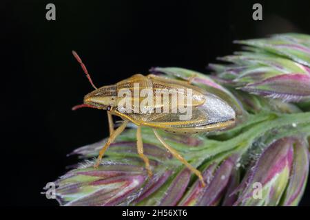 Makrofoto eines Bischofs Mitre Shieldbug (Aelia acuminata). Dies ist eine häufige Getreidepest. Stockfoto