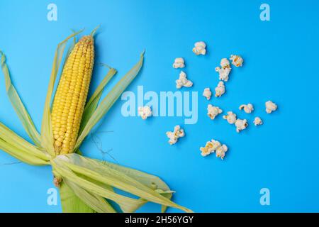 Hausgemachter frisch gepoppter und biologisch angebauter trockener Maiskolben vor blauem Hintergrund. Copyspace