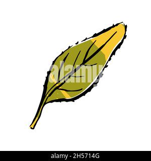 Herbstskizze Farbe Blatt. Ein von Hand gezeichnetes, strukturiertes Kraut auf weißem Hintergrund. Doodle Grafik Pflanzenbild. Natur, Gartenarbeit, Wald, Fallschild. Lang Stock Vektor