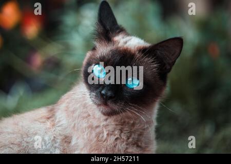 Siamesische Katze mit blauen Augen Stockfoto