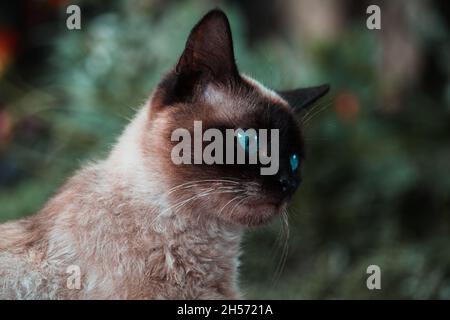 Siamesische Katze mit blauen Augen Stockfoto