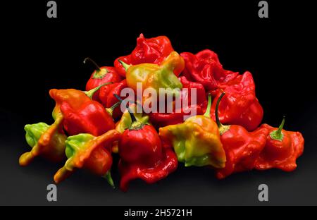 Stapel von Chilischoten, Paprika baccatum oder weihnachtsglocke Chili, isoliert auf schwarzem Hintergrund Stockfoto