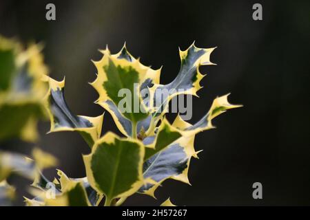 Ilex aquifolium 'Handsworth New Silver' Holly, Nahaufnahme eines Zweiges mit dunklem Hintergrund Stockfoto