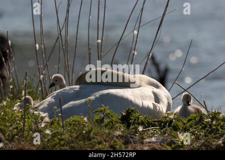 Stummer Schwan mit Jungen Stockfoto