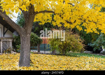 Ein Weißer Aschenbaum, Fraxinus americana, in brillanter Herbstfarbe im Herbst in Utah. Stockfoto