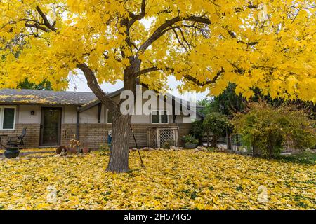 Ein Weißer Aschenbaum, Fraxinus americana, in brillanter Herbstfarbe im Herbst in Utah. Stockfoto