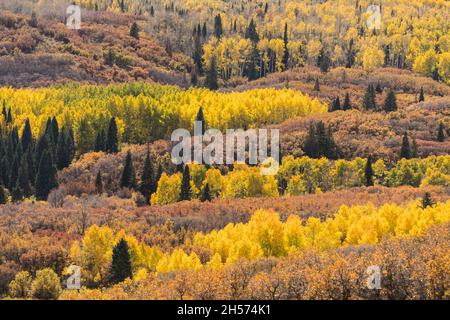 Gambeleichen und Espenbäume in Herbstfarben in den La Sal Mountains in der Nähe von Moab, Utah. Stockfoto