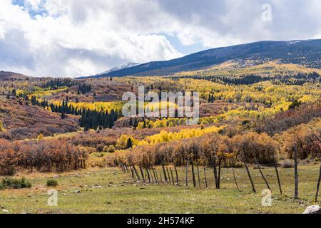 Gambeleichen und Espenbäume in Herbstfarben in den La Sal Mountains in der Nähe von Moab, Utah. Stockfoto