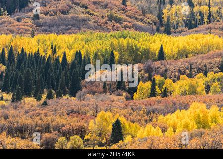 Gambeleichen und Espenbäume in Herbstfarben in den La Sal Mountains in der Nähe von Moab, Utah. Stockfoto