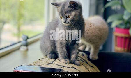 Porträt eines grauen niedlichen Kätzchens, das auf dem Sofa sitzt und auf das Smartphone schaut Stockfoto