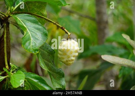 Morinda citrifolia (große Morinda, indische Maulbeere, Noni, Strand Maulbeere, Käsefrucht) auf dem Baum. Grüne Früchte, Blätter und Wurzel könnten verwendet worden sein Stockfoto