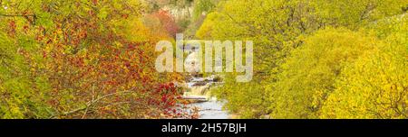 Wain Wath Force im Herbst. Yorkshire Dales ist eine beliebte Besucherattraktion in Upper Swaledale. Silberne Birke mit gelben Blättern und Rowan-Bäumen Stockfoto