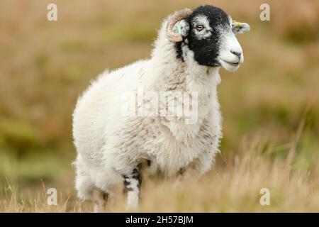 Nahaufnahme eines Swaledale-Schafs oder eines weiblichen Schafes, das in einem natürlichen Moorgebiet nach vorne zeigt. Diese Rasse von Schafen stammt aus Swaledale in der Yorksh Stockfoto