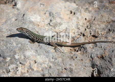 Männchen der Maltesischen Mauereidechse, Podarcis filfolensis, sonnt sich auf dem felsigen Untergrund der Insel Comino, Malta Stockfoto