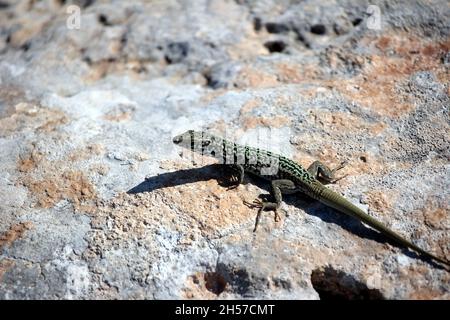 Männchen der Maltesischen Mauereidechse, Podarcis filfolensis, sonnt sich auf dem felsigen Untergrund der Insel Comino, Malta Stockfoto