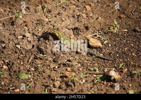 Maltesische Mauereidechse, Podarcis filfolensis, in den unteren Barakka-Gärten von Valletta, Malta Stockfoto