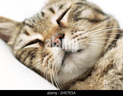 Nahaufnahme des Gesichts einer entspannten Katze Stockfoto