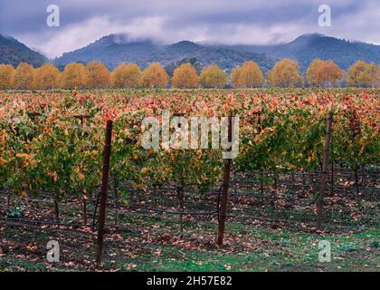 Sommergrüner Herbst, eine Reihe von Bäumen zwischen einem rotbraunen und safranfarbenen Weinberg. Stockfoto