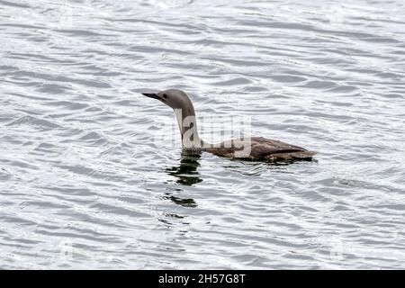 Rotkehltaucher, Gavia stellata. Stockfoto